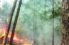 A forest fire rages in the Bathuni area of Rajouri district.