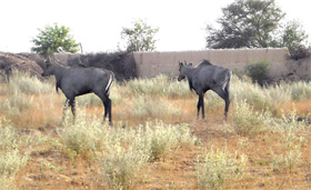 Blue bulls try to find shadow near village Raipura.
