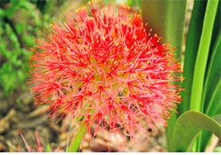 An aloe vera flower on a hot May afternoon in Gurgaon.