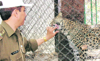 A leopard plays with a forest official in the Malsi Deer Park in Dehradun on Tuesday.