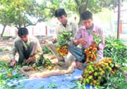 litchi sellers arrange the fruit in bunches