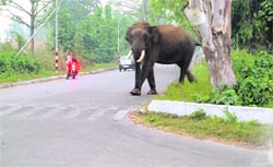 A jumbo intrudes into BHEL Colony. 