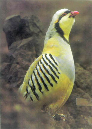 The Swat Valley was known as the best spot for chukor hunting in Asia 