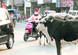 Stray cattle has made commuting in almost every part of Ludhiana