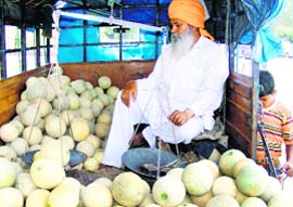 A vendor selling muskmelons in Ludhiana