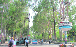 Lines of trees marked for axing at the Kanak Chowk in Dehradun.