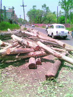 Logs of felled trees on the Kalibari-Kathua road.