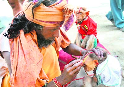 An Oriya sadhu, on the Char Dham yatra, applies make-up on his pet monkeys.