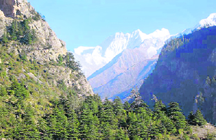 A forest in the Niti valley surrounded by Himalayan peaks.