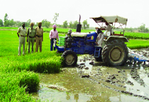 Punishing the erring farmers, who transplanted the paddy before the prescribed date, agriculture department officers along with police personnel got the paddy fields ploughed in Gidderbaha on Friday.