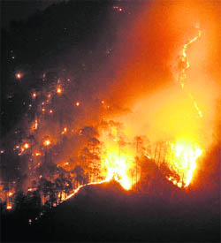 Trees burn on a slope after a fire in Chail forest, about 45 km from Shimla, on Thursday night.