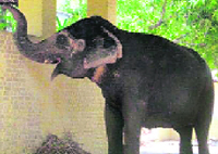 Female elephant Luxmi who killed 18-year-old attendant Mohammad Danish at a resort in Dikhuli.