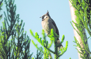 A Himalayan bulbul sits atop a tree in Dehradun.