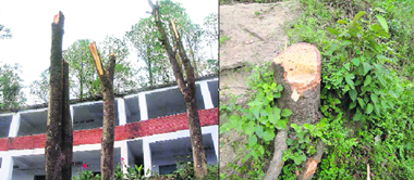 Trees that faced the axe on World Environment Day at Government Senior Secondary School, Bharari (Sajupiplu), in Sarkaghat subdivision of Mandi.