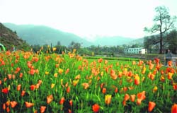 Tulips in Bhaderwah beckon tourists