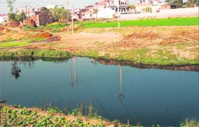 A highly polluted stretch of the Chitti Bein near a village in Jalandhar