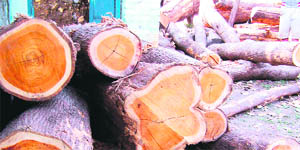 Axed teak trees at Motichur area in Rajaji National Park.
