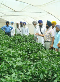  A Horticulture Department official explains the  features and techniques of net house farming in Amritsar.