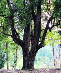 The camphor tree at Annandale.
