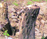 Trees felled in Narendra Nagar area of Tehri district.