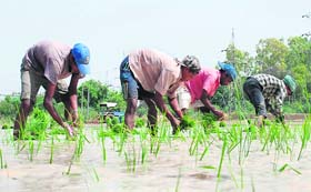 Paddy transplantation under way at Balluana village in Bathinda