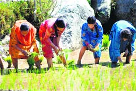 Women transplant paddy in a village in Kathua, about 230 km from Jammu.
