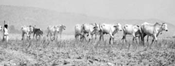 A village boy minds his herd of cattle in a dusty village of Nuh district.