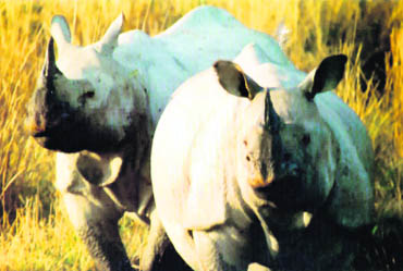 One-Horned Rhino