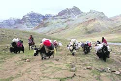 Tibetan traders with their goods move towards Taklakot Mandi in Tibet for barter trade with Indian traders.