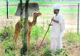 A man strolls with a camel in the scorching heat in Karnal