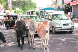 Cows block traffic near Clock Tower in Dehradun on Monday.