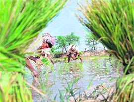 Farmers busy transplanting paddy in Faridabad on Tuesday.