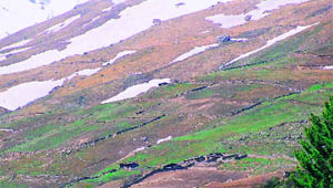 Early melting of snow in the highlands has paved the way for cultivation in Kinnaur.