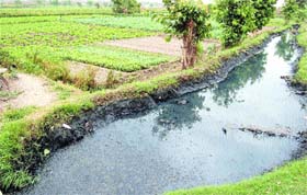 The sewage water from this nullah is used for irrigating nearby vegetable fields in Amritsar