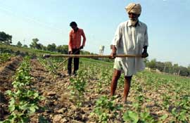 Farmers tilling a cotton field near Gillpatti village in Bathinda district on Saturday.
