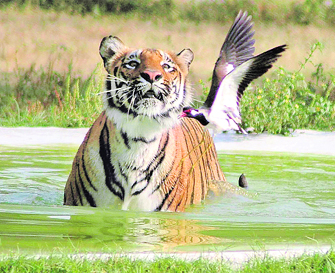 In scorching heat, this tiger at Chatbir Zoo finds it more comfortable to remain in water than to run after its prey.