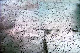 Swarm of bees thrives at a dirty spot on the platform No. 1 at the railway station in Ludhiana.