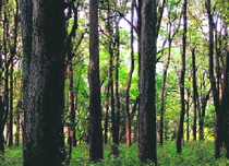 The Beriwada forest range where the wood smugglers attacked three forest employees on Saturday.