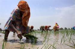 Paddy season