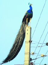 A peacock atop an electricity pole near Damdama Lake in Gurgaon.