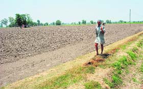 A farmer in his field where paddy transplantation has been held up for want of water