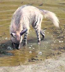 a wolf satisfies its thirst at Chilla in Rajaji National Park in Dehradun
