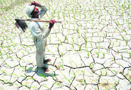 Maya Dass, a farmer, looks up in dismay as his tranplanted paddy got destroyed due to the unavailability of water in Darad village, near Indri, in Karnal district on Wednesday.