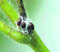 Aenasius parasites on a cotton plant in Sirsa.