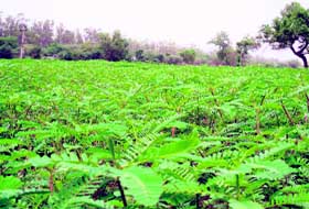 Plants of dhencha, a weed that increases the quality of soil, are largely grown in Sirsa.