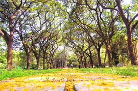 One of trails inside the Botanical Garden at the Forest Research Institute in Dehradun; and (below) Cup-shaped leaves of Focus Kirshane, the species assocaited with Lord Krishna who, according to legend, ate butter on its leaves.
