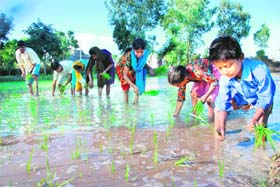 Residents transplant paddy in Khour village in Akhnoor