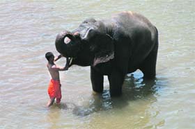 A mahout gives a bath to his elephant in the Tawi in Jammu