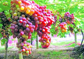 Ripe bunches of Perlette variety of grapes.