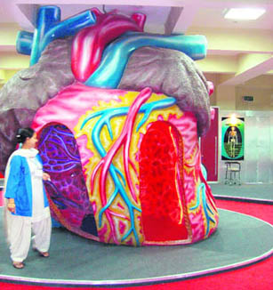 The model of the heart is so big that one can walk in and out of it